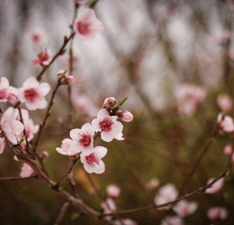 Beauty and loss can sit side by side Cherry blossom flowers in soft focus, grief and bereavement counselling Exeter